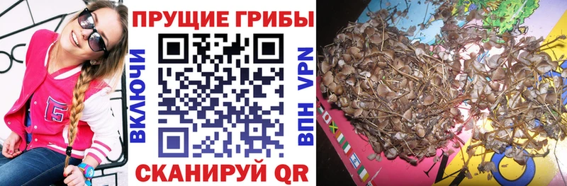 купить   Нерчинск  Псилоцибиновые грибы Psilocybine cubensis 